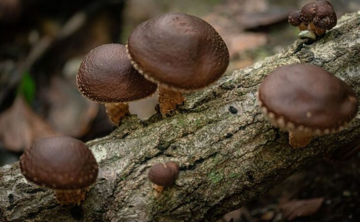 funghi shiitake