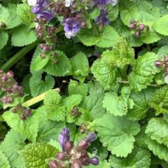 fiore profumatissimo