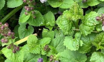 fiore profumatissimo