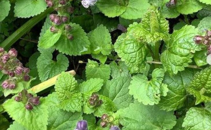 fiore profumatissimo
