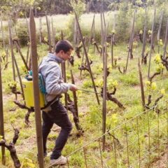 pompa irroratrice