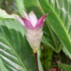 calathea triostar cura