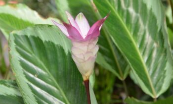 calathea triostar cura
