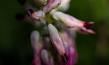 fumaria officinalis