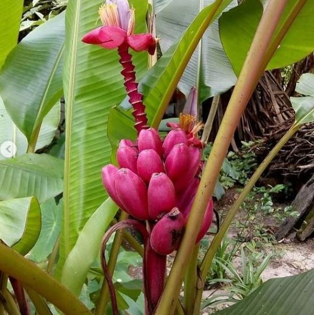 fiore banano