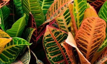 pianta croton