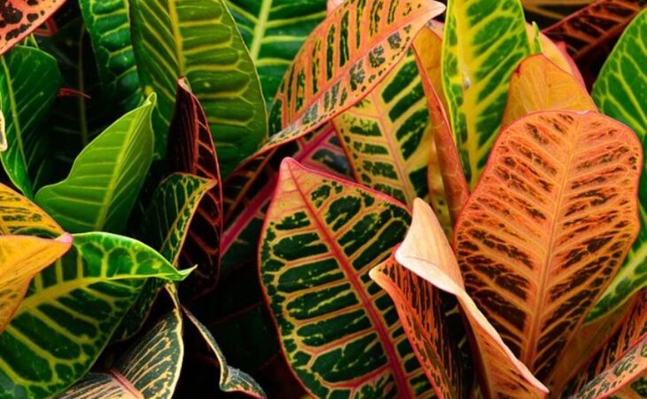 pianta croton