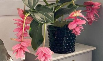 medinilla