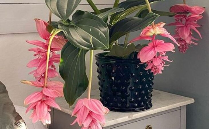 medinilla