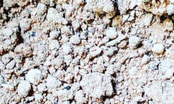 bentonite