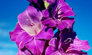 gladioli fioritura