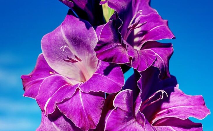 gladioli fioritura