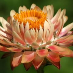 fiori di elicriso