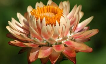 fiori di elicriso