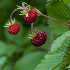 fragoline selvatiche
