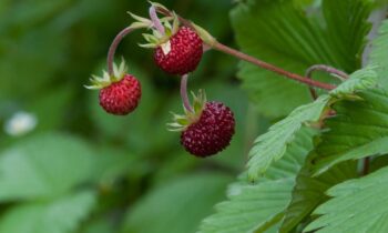fragoline selvatiche