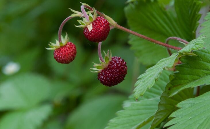 fragoline selvatiche