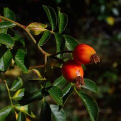 bacche di goji pianta