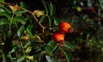 bacche di goji pianta