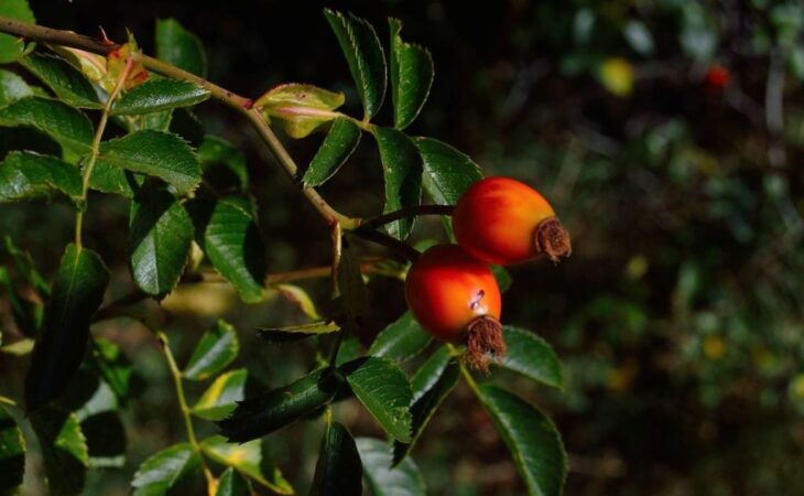 bacche di goji pianta