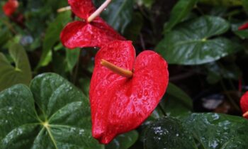 anthurium cure