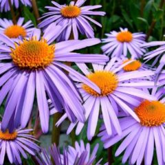 aster fiore