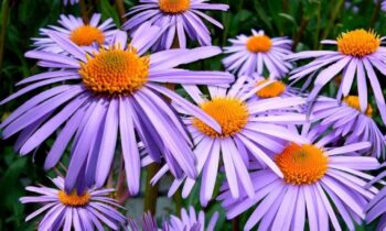 aster fiore