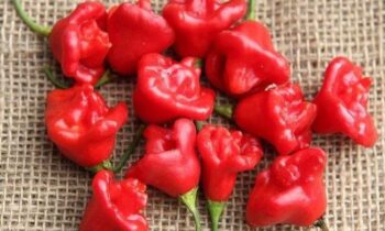 peperoncino aji amarillo