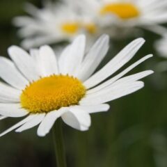 piretro naturale