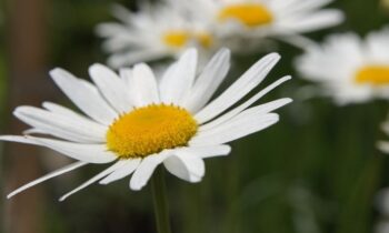 piretro naturale
