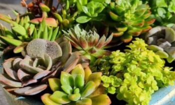 crassula