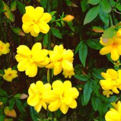 gelsomino fiori gialli
