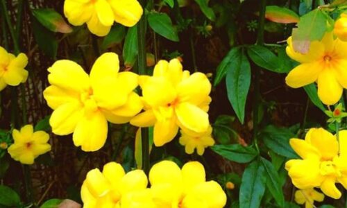 gelsomino fiori gialli