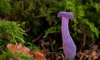 laccaria funghi