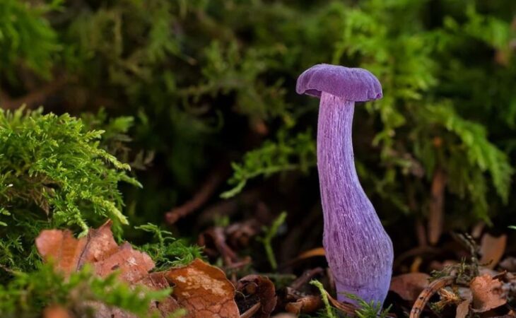 laccaria funghi