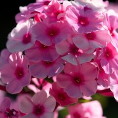 pianta phlox