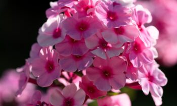 pianta phlox