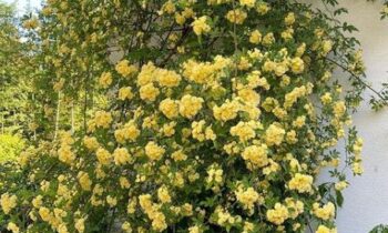 rose rampicanti senza spine