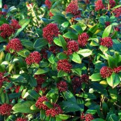 skimmia pianta ornamentale