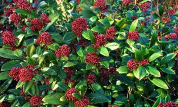 skimmia pianta ornamentale