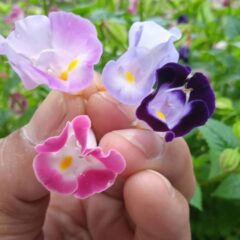 torenia fournieri