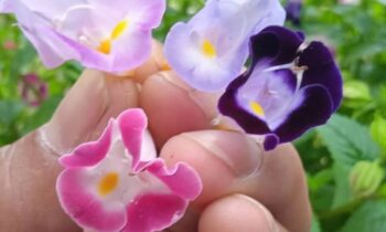 torenia fournieri