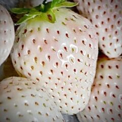 fragola ananas