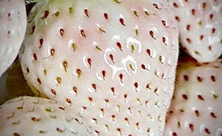 fragola ananas