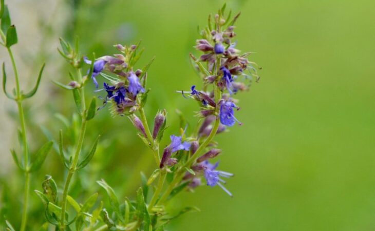 issopo officinale