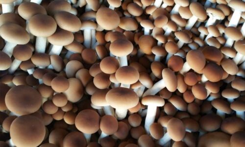 coltivare funghi chiodini