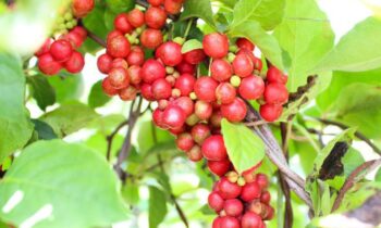 schisandra