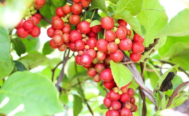 schisandra