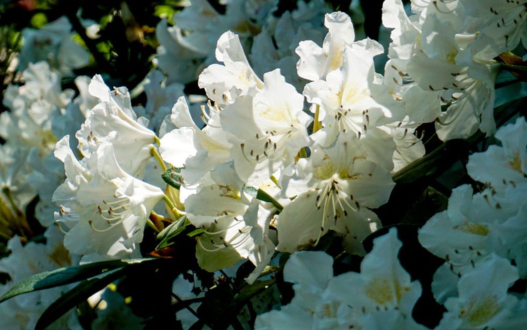 potatura rododendro
