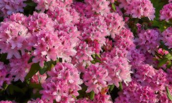 come potare il rododendro